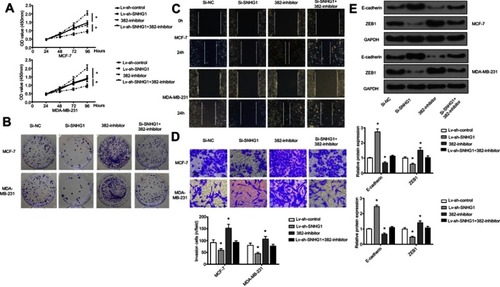 Figure 4 miR-382 mediates the regulation of breast cancer aggressiveness by SNHG1. CCK-8 proliferation assay (A), colony forming assay (B), scratch wound assay (C), and transwell assay (D) for evaluation of miR-382 overexpression or inhibition and SNHG1 overexpression of inhibition on cell proliferation, colony formation, migration and invasion, respectively. (E) Western blot assay of changes in EMT markers in MCF-7 and MDA-MB-231 cells with miR-382 overexpression/inhibition or SNHG1 overexpression/inhibition. The levels of GAPDH were used as loading controls. N=6. *p<0.05.Abbreviations: CCK-8, Cell Counting Kit-8; EMT, epithelial-to-mesenchymal transition; Si-NC, scramble siRNA; Si-SNHG1, siRNA specifically targeting SNHG1.