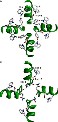 Figure 1.  H-bonds stabilizing the selectivity-filter region in K+ channels (A) and in the model of the AMPA receptor channel (B). K+ channel is viewed from outside; the AMPAR channel is viewed from inside. The intrasubunit H-bond between Trp-8 and Asp + 5 is conserved in both types of channels. The intersubunit H-bonds between Trp-7 and Tyr + 3 is specific for K+ channels because both the donor and acceptor are absent in the AMPA receptors (see Table I). Instead, Gln 0 (Q/R) site form intersegment H-bonds in the AMPA receptor. This figure appears in colour in Molecular Membrane Biology online.