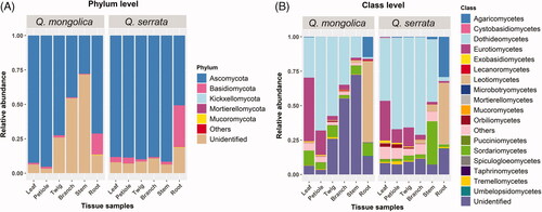 Figure 4. Relative abundance of endophytic fungi at the phylum (A) and class level; (B) in 12 different tissue samples between Quercus mongolica and Quercus serrata.
