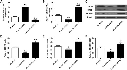 Figure 4 miR-202-3p down-regulated BDNF expression in rat hippocampus. (A) miR-202-3p of LV- or miR-202-3p of LV-SI- after treatment with miR-202-3p in rat hippocampus expression level. (B) mRNA expression level of BDNF in rat hippocampus after treatment with LV-miR-202-3p or LV-si-miR-202-3p. (C) miR-202-3p in BDNF in rat hippocampus, CREB1 and pCREB1 expression levels were affected. (D–F) BDNF, CREB1 and pCREB1 protein levels were quantified. N = 6. *P <0.05, **P <0.01 vs LV-MOCK.