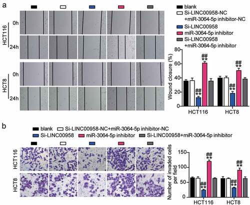Figure 6. LINC00958 sponging miR-3064-5p enhanced cell migration and invasion of colorectal cancer cells