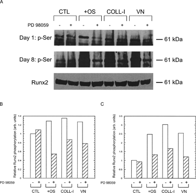 Figure 6 Adhesion to COLL-I and VN stimulates runx2/cbfa-1 phosphorylation. (A) Cells were plated on tissue culture plastic in basal media (CTL), on tissue culture plastic in media with OS supplements (OS), or in basal media on COLL-I or VN for one day (upper panel) or eight days (middle panel). Parallel cultures were treated with 50 μ M PD98059 or vehicle. At the end of the incubation period, cells were lysed and serine phosphorylated proteins were immunoprecipitated with a phospho-serine specific antibody. Immunopreciapiated proteins were separated by SDS-PAGE and blotted for runx2/cbfa-1, which is indicated by the 61 kDa band. Total runx2/cbfa-1 from each lysate was detected by western blot as a loading control (bottom panel). Quantitation of the 61 kDa band in each lane is shown for Day 1 and Day 8 samples in (B) and (C), respectively.