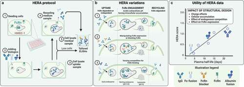 Figure 4. Human Endothelial Recycling Assay (HERA) as a tool for in vitro pharmacokinetic assessment and addressing FcRn-targeting strategies. A) Generalized HERA protocol. (1) Stably FcRn-transfected human microvascular endothelial cells (HMEC)-1 are seeded, prior to (2) adding FcRn-binding candidate biologics to two parallel cell plates. Following an incubation period, (3) cells from one plate are lysed to obtain an uptake sample. For the other plate, the media is exchanged to recycling medium, and after another incubation period, (4) the medium is harvested as a recycling sample, and (5) the cells are lysed to obtain a residual sample. Candidate biologics in all samples are quantified by an ELISA tailored for specific detection of the assessed biologic. B) Variations of the HERA protocol, enabling analysis of both FcRn-dependent and -independent uptake, cellular accumulation, and FcRn-dependent recycling. Variations include (1) performing the uptake step at mildly acidic extracellular pH, effectively forcing intracellular accumulation of biologics by preventing FcRn-mediated recycling, (2) manipulating FcRn-expression or blocking binding to FcRn to analyze FcRn-dependent and -independent cellular accumulation, and (3) introducing competition for FcRn binding to mirror endogenous competition on the ligand-binding sites of FcRn and its effects on the cellular transport for FcRn-binding biologics. C) HERA data can be used to address the impact of structural design of candidate biologics on FcRn-mediated cellular transport and unspecific cellular accumulation. For some candidate biologics, HERA data may allow for calculation of a score that correlates with plasma half-life in human FcRn-transgenic mice.