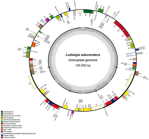 Figure 2. Schematic map of overall features of the chloroplast genome of L. adscendens. The genes coding forward are on the outside of the circle, and the genes coding backward are on the inside of the circle. The gray circle inside represents the GC content. Different colors represent different gene types, the detailed gene types are listed in the captions.