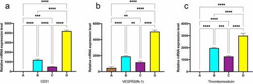Figure 8. RT-PCR analysis for the EC marker genes expressions. data are expressed as mean ± SD. *P < 0.05, **P < 0.01, ***P < 0.001.