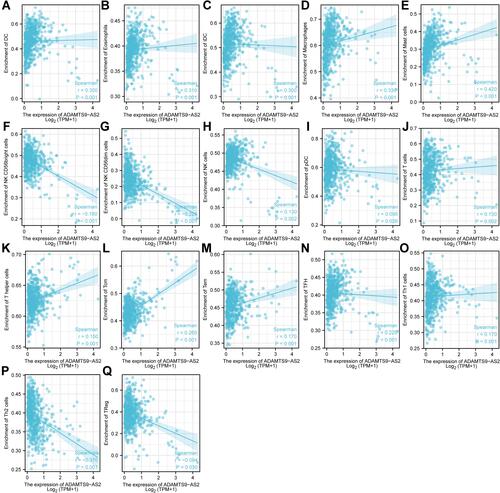 Figure 8 Expression of ADAMTS9-AS2 correlated with immune cells in LUAD patients (scatter plot). (A) DC, (B) Eosinophils, (C) iDC, (D) Macrophages, (E) Mast cells, (F) NK CD56bright cells, (G) NK CD56dim cells, (H) NK cells, (I) pDC, (J) T cells, (K) T helper cells, (L) Tcm, (M) Tem, (N) TFH, (O) Th1 cells, (P) Th2 cells, and (Q) TReg.