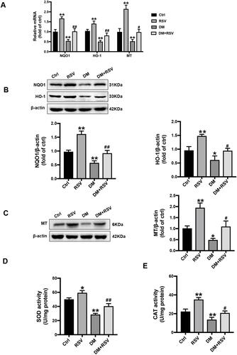 Figure 7 RSV upregulates the expression of Nrf2-downstream antioxidant target genes in the hippocampus. (A) The mRNA levels of the Nrf2 downstream genes NQO1, HO-1, and MT were measured by qRT-PCR. (B, C) The protein levels of NQO-1, HO-1, and MT in the hippocampus were measured by Western blot. (D, E) The activities of SOD (D) and CAT (E) in the hippocampus were detected by the quantitative kit. The data are expressed as the mean ± SD (n = 3). *P < 0.05, **P < 0.01 vs Ctrl; #P < 0.05, ##P < 0.01vs. DM.Abbreviations: HO-1, heme oxygenase-1; NQO1, NAD(P)H, quinone oxidoreductase; MT, metallothionein; SOD, superoxide dismutase; CAT, catalase.