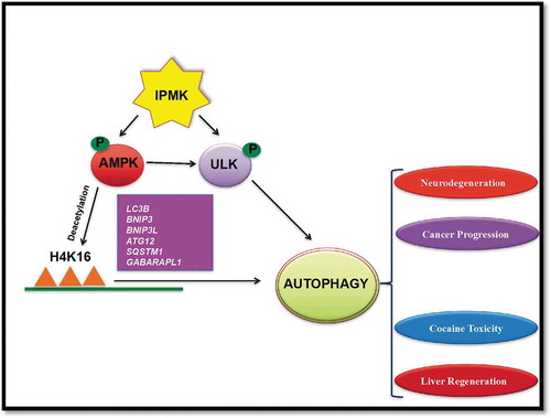 Figure 1. IPMK promotes AMPK activation and mediates deacetylation of histone K16 acetylation. It stimulates transcriptional activation of autophagic genes such as Lc3b, Bnip3, Bnip3l, Atg12, Sqstm1, and Gabarapl1. IPMK also forms a ternary complex of AMPK-IPMK-ULK. It facilitates AMPK-dependent ULK phosphorylation and activation of autophagy. Thus, IPMK could be a therapeutic target of autophagy-related diseases.