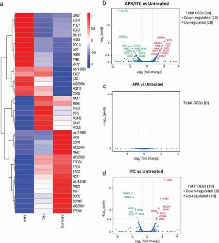 Figure 4. Transcriptional comparison of C. auris AR0390 treated with aprepitant (APR), itraconazole (ITC), or a combination of both versus the untreated control. (a) Heat map of FPKM values of DEGs of each treatment versus the untreated control, scaled by row. (b) Volcano blot of DEGs from C. auris AR0390 treated with aprepitant/itraconazole (APR/ITC) at 10/1 µg/ml. (c) Volcano blot of DEGs from C. auris AR0390 treated with aprepitant (APR) at 10 µg/ml. (d) Volcano blot of DEGs from C. auris AR0390 treated with itraconazole (ITC) at 1 µg/ml. Significant down-regulated DEGs are shown in green, whereas significant up-regulated DEGs are shown in red