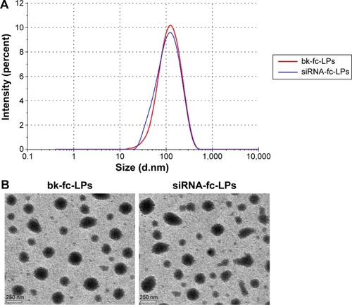 Figure 3 Characterization of bk-fc-LPs and siRNA-fc-LPs.Notes: Particle size distribution of bk-fc-LPs and siRNA-fc-LPs (A) and TEM micrographs (B).Abbreviations: bk-fc-LPs, blank folate-decorated cationic liposomes; siRNA-fc-LPs, small interfering RNA-loaded folate-decorated cationic liposomes; TEM, transmission electron microscope.