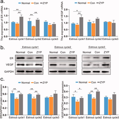 Figure 3. The mRNA and protein expression levels of ER and VEGF of rat endometrium in three groups. (*p < 0.05, **p < 0.01) (a) The mRNA expression levels of ER and VEGF in rat endometrium. (b) The representative images of western blot for ER and VEGF in rat endometrium. (c) The protein expression levels of ER and VEGF in rat endometrium. Con: control; ZYP: Zishen Yutai Pill; VEGF: vascular endothelial growth factor; ER: oestrogen receptors.