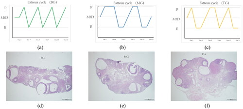 Figure 2. (a), (b) and (c) revealed the Influence of PCOS modeling on the estrous cycle of rats; E denoted Estrus, M denoted metestrus, D denoted diestrus, and P denoted proestrus. (d), (e) and (f): Histomorphology of ovaries of rats in three groups (HE, ×40).