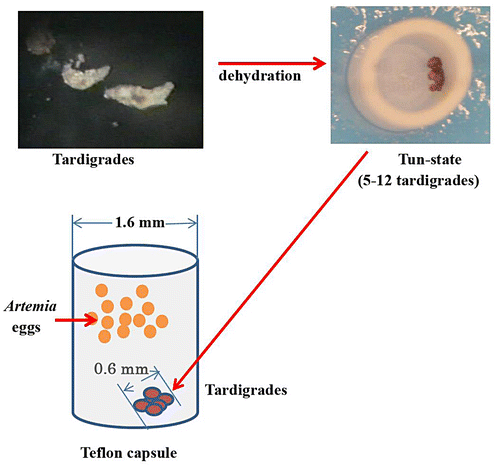Figure 1. An illustration of the sample preparation.