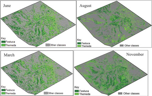 Figure 6. The spatial distribution of C3 and C4 grass species across the study area using images acquired at different seasonal periods in 2016.