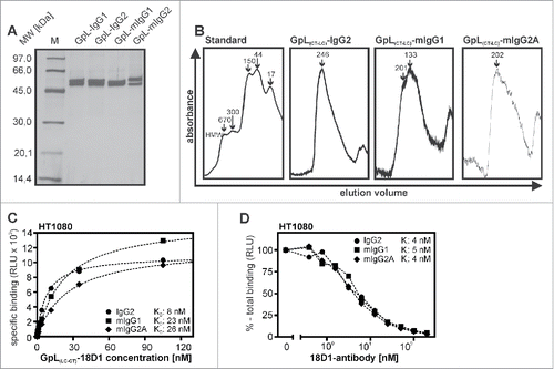 Figure 5. Expression and purification of human and murine GpL(CT-LC)-IgG variants of 18D1. (A, B) Purified GpL(CT-LC)-18D1-IgG2, GpL(CT-LC)-18D1-mIgG1 and GpL(CT-LC)-18D1-mIgG2a (200 ng) were analyzed by SDS-PAGE (A) and gel filtration (B). (C) Equilibrium binding studies with the various novel GpL(CT-LC)-18D1-IgG variants and HT1080 and HT1080-Fn14-KO cells were performed as in Fig. 2B to determine their affinity for cell expressed Fn14. Shown is one representative experiment for each fusion protein. (D) Determination of the KD values of 18D1-IgG2, 18D1-mIgG1 and 18D1-mIgG2a by competition binding experiments with 100 ng/ml of GpL(CT-LC)-18D1-IgG2, GpL(CT-LC)-18D1-mIgG1 and GpL(CT-LC)-18D1-mIgG2a.