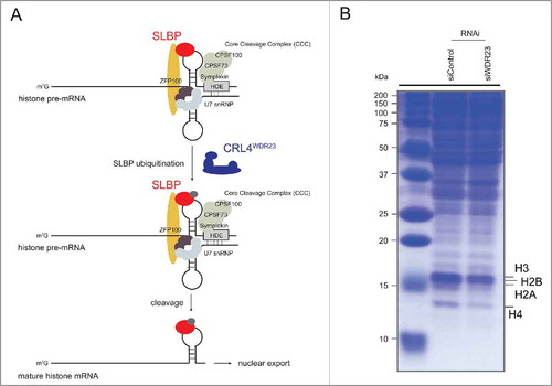 Figure 1. The CRL4WDR23 ligase activates histone mRNA processing by monoubiquitinating SLBP. (A) Schematic illustration of the nuclear histone mRNA processing pathway. SLBP binds the stem loop (SL) structure on the nascent transcript. Binding of SLBP to the hairpin is required for the subsequent recruitment of the ternary Core Cleavage Complex (CCC), which is composed of the scaffolding protein Symplekin and the endonucleases CPSF100/CPSF73. Together with the U7 snRNP complex, which basepairs with the Histone Downstream Element (HDE) and connects to SLBP via the Zn finger protein ZFP100, the CCC forms the heart of the histone pre-mRNA processing machinery. The endonucleolytic activity is further increased by additional co-factors, driving maturation of histone transcripts and subsequent SLBP-dependent export into the cytoplasm. The CRL4WDR23 E3 ligase monoubiquitinates SLBP within its RNA binding domain (RBD), and this regulation is critical for the efficiency of the histone mRNA cleavage process but not for nuclear export. (B) Downregulation of the CRL4 adaptor protein WDR23 by siRNA causes a drop in canonical histone levels due to a defect in histone transcript maturation. Extracts from U2OS cells treated with control or WDR23 siRNA were analyzed by SDS-PAGE. Total protein levels were visualized by Coomassie staining.