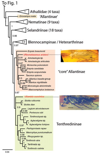Figure 2. Phylogeny of Tenthredinoidea derived from Bayesian analyses, part 2 (Athaliidae and Tenthredinidae). All subfamilies except Allantinae and Tenthredininae collapsed, number of included taxa indicated in parentheses. For complete tree, see Supplemental material Fig. S1. Support values given at nodes. Positions of †Rovnotaxonus and †Sambia indicated in red.