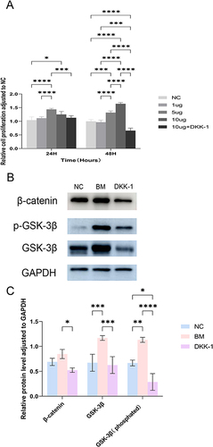 Figure 7 Activation of GSK-3β/β-catenin signaling pathway in BM. (A) Skin fibroblast proliferation in the NC, BM, and DKK-1 groups at the 24th and 48th h; (B) GSK-3β/β-catenin expression in NC, BM, and DKK-1 groups; (C) Analyze of β-catenin, GSK-3β, p-GSK-3β expression. (P < 0.05 was considered as statistically significant, and *p < 0.05, **p < 0.01, ***p < 0.001, ****p < 0.0001 in the histogram indicated that there was no statistical difference with ns or without *).