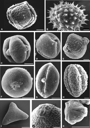 Figure 5. Characteristic pollen types of honey from Chubut.A – D. Lower Chubut River valley: (A) Prosopidastrum globosum; (B) Malvella leprosa; (C) Chuquiraga spp.; (D) Lycium chilense. E – G. Plains of the Senguerr River: (E) Acaena sp.; (F) Glycyrrhiza astragalina; (G): Ameghinoa patagonica. H – K. Northwest Andean region: (H) Mutisia spp.; (I, J) Lomatia hirsute; (K) Aristotelia chilensis. Scale bars – 10 µm (A‐I & K); 2 µm (J).