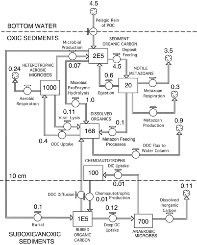 Figure 1.  Theoretical model illustrating the flow of carbon compounds through a surface sediment food web at abyssal plain depths, given data from the deep (3.6 km) Gulf of Mexico, supplemented with missing information from other abyssal sites (Tables I and II). The boxes are stocks or concentrations measured in mg C m−2 to a depth of 10 cm and the arrows are fluxes or transformations measured in mg C m−2 d−1. The top four stocks (boxes) are in the surface 10 cm layer whereas the bottom two stocks are in a suboxic/anoxic layer 10 cm beneath the surface. Populations of chemoautotrophs exist along the chemical gradients in the boundary between the two layers. The stocks and fluxes correspond to values in Tables I and II.