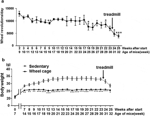 Figure 1. Wheel revolution number and body weight change. a) Wheel revolution number every 24 h measured once a week. The horizontal axis shows the period after wheel cage entry (weeks) and the age of the mice (weeks). Asterisk indicates a comparison of the wheel revolution number between week 2 after wheel cage entry (9 weeks of age) and the indicated time points. Each value represents the mean ± SE (N = 7). ***P < 0.001, **P < 0.01, *P < 0.05. b) Body weight was measured at 7 weeks of age with similar values for both groups. After 14 weeks of age (7 weeks after experiment start), body weights were recorded weekly. Open circle, sedentary group; filled circle, wheel cage group. Statistical differences between the sedentary and wheel cage groups at each time point are shown. Each value represents the mean ± SE (N = 6 for the sedentary group, N = 7 for the wheel cage group). ***P < 0.001, **P < 0.01, *P < 0.05.