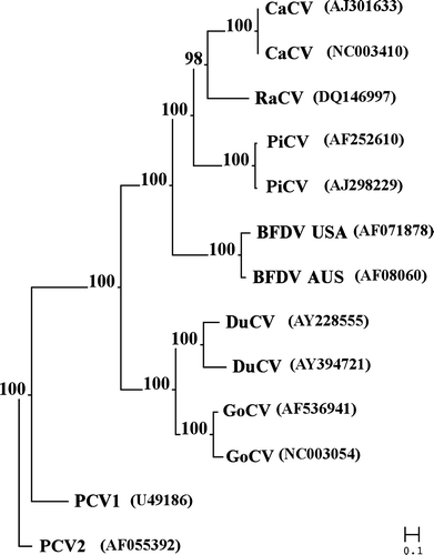 Figure 5.  Phylogenetic analysis of RaCV based on the entire sequence of the virus. The percentage likelihood from 1000 bootstrap replicates, analysed by the neighbour-joining method, is indicated.