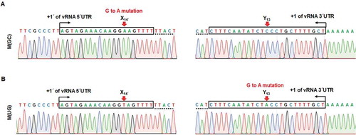 Figure 7. Genetic preference and evolution of the M segment-specific non-coding nucleotides. Identification of acquired mutations within the M genome segment of recombinant viruses, M(GC) (A) and M(UG) (B), of P2. Terminal sequences of vRNA were determined by 5′ (left) and 3′ RACE (right). Both 5′ and 3′ UTR regions of the M segments are marked in boxes with terminal ends indicated by black arrows. Coding sequences are underlined with dotted lines. Red arrows point to the target sequences, X14′ and Y13. The sites with ‘G to A mutation’ are denoted at the top of the sequencing chromatograms