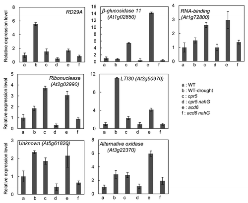 Figure 3. Drought-responsive genes are induced by the cpr5 and acd6 mutation. The relative expression level of these genes was measured by quantitative RT-PCR. RD29A expression was examined as a marker for drought stress. Three-week-old Col-0 (a), cpr5 (c), cpr5 nahG (d), acd6 (e), acd6 nahG (f) plants, grown under normal conditions, and Col-0 plants 1 h after detached (b), were harvested. Data are means ± SD.