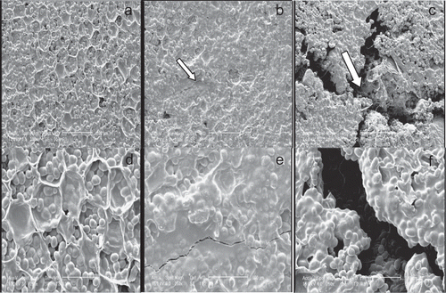 Figure 3 Scanning electron micrographs of cotyledon cells of green lentil seeds at a moisture content of 16.8% (w.b.): (a, d) without compression; (b, e) compression loading under horizontal orientation; (c, f) compression loading under vertical orientation. Bar = 200 μm in (a–c) and 100 μm in (d–f).