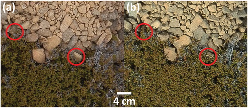 FIGURE 3. Baeckea gunniana Schauer stabilizing clasts at the top of a riser over a seven-month period. Photograph (a) taken on 13 September 2015, and photograph (b) taken on 13 April 2016.