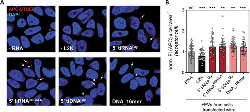 Figure 6. Similar efficiencies for EV-mediated intercellular oligonucleotide transference with different stable RNA (red) and DNA (pink) oligonucleotides. (A) Donor cells were transfected with different biotinylated oligonucleotides (controls: not transfected cells, -RNA, and cells exposed to biotinylated glycine tRNA halves in the absence of lipofectamine, -L2K). EVs were purified from each condition and added to non-transfected acceptor MCF-7 cells, which were stained with APC-streptavidin (red) and DAPI (blue) and analysed by confocal microscopy. (B) Cell area-normalized APC fluorescence intensity, after counting at least 10 random fields from a representative experiment. Values were normalized to the average in column 1 (-RNA). One way analysis of variance was performed to assess the statistical significance of every sample against the ‘–RNA’ control