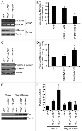Figure 8. PRMT1v2 expression causes a decrease in β-catenin expression. Total RNA was collected from MCF7 cells stably expressing GFP, PRMT1v1-GFP or PRMT1v2-GFP. PCR analysis of cDNA generated from total RNA using β-catenin primers (A, mRNA). GAPDH serves as a loading control. Total protein lysates collected from MCF7 cells stably expressing GFP, PRMT1v1-GFP or PRMT1v2-GFP and were analyzed by western blotting for the expression of β-catenin protein (A, protein). Tubulin serves as a loading control. Densitometry of β-catenin protein expression normalized to loading control. Values are expressed relative to MCF7 GFP expressing cells (B). Data represents the mean ± standard error of seven independent experiments (*p < 0.01 comparing to GFP or PRMT1v1-GFP). Western blotting for levels of phosphorylated β-catenin using a phospho-specific antibody that recognizes phosphorylation at Ser33, Ser37 and Thr41 as well as total β-catenin and tubulin (C). Densitometry was used to determine the ratio of phosphorylated β-catenin to total β-catenin protein expression normalized to loading control (D). Values are expressed relative to MCF7 GFP-expressing cells. Data represents the mean ± standard error of three independent experiments (*p < 0.05 compared with GFP and PRMT1v1-GFP). MCF7 cells stably expressing GFP, PRMT1v1-GFP or PRMT1v2-GFP were transiently transfected with an expression plasmid containing flag-tagged β-catenin. Western blot analysis for flag 24 h post-transfection (E). Tubulin serves as a loading control. Following 24 h, transfection with flag-tagged β-catenin containing plasmid cells were replated at equal numbers in Transwell chambers containing a Matrigel layer and incubated for an additional 72 h. Cell numbers that passed through the chambers were counted (F). Data represents the mean ± standard error of three independent experiments (*p < 0.05 comparing to control, #p < 0.05 comparing to PRMT1v2 vector control).