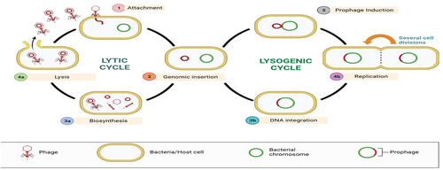 Figure 2. Bacteriophages life cycles.