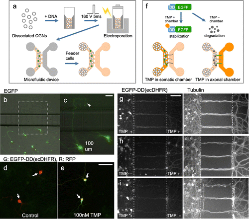 Figure 3. Use of microfluidic device for region-dependent manipulation of protein levels in CGNs. (a), Schematic representation of procedure for ectopic gene expression in CGNs cultivated in microfluidic device. (b, c), CGNs transfected with an EGFP expression vector were maintained in the microfluidic device and fixed at 3 DIV. A magnified image is shown in the right panel (c), Arrowhead indicates an axon extended across a microchannel. (d, e) CGNs transfected with expression vectors for EGFP-DD(ecDHFR) and RFP were treated with 0 (d) or 100 (e), nM TMP for 3 h. EGFP signal was markedly increased in the presence of TMP (arrows). (f), Schematic representation of the strategy used to locally manipulate protein levels in CGNs using a microfluidic device. (g–i), CGNs expressing EGFP-DD(ecDHFR) were maintained in the microfluidic device for seven days. TMP was applied to both the somatic and axonal chambers (g), only the axonal chamber (h), or only the somatic chamber (i), After 6 h neurons were fixed and subjected to immunocytochemistry using anti-tubulin antibody. Scale bars: 50 μm.