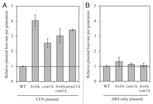 Figure 5 Lrs4 and Csm1 are required for the faithful segregation of CEN plasmids. (A) Fluctuation analysis was performed to determine the rate of plasmid loss per generation (Materials and Methods) of wild-type (A18996), lrs4Δ (A18998), csm1Δ (A19000), lrs4Δ csm1Δ (A19002) or mcm21Δ (A20436) mutants carrying a centromeric plasmid (CEN plasmid). Each experiment consisted of three independent cultures and was repeated at least three times. Error bars represent standard error of the mean. (B) Fluctuation analysis was performed to determine the rate of plasmid loss per generation on wild-type (A19004), lrs4Δ (A19005), csm1Δ (A19006) and lrs4Δ csm1Δ (A19007) cells carrying a plasmid that contains only an autonomous replication sequence (ARS-only). Each experiment consisted of three independent cultures and was repeated at least three times. Error bars represent standard error of the mean.