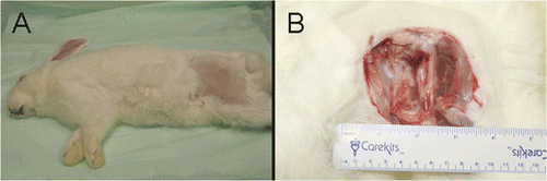 Figure 4. The ablation site at 10 weeks post-CITT treatment showing no signs of scarring. The skin (A) and muscle (B) healed.