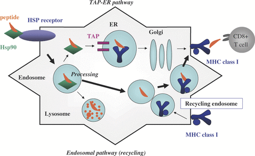 Figure 3. Cross-presentation pathway of Hsp90-antigen complex. HSP-antigen complexes internalised through HSP receptors are transported into the early endosome, followed by processing and presentation through MHC class I in the recycling endosome. Some of the HSP-antigen complexes may be released into the cytosol, followed by transportation through TAP and presentation through MHC class I in the ER.