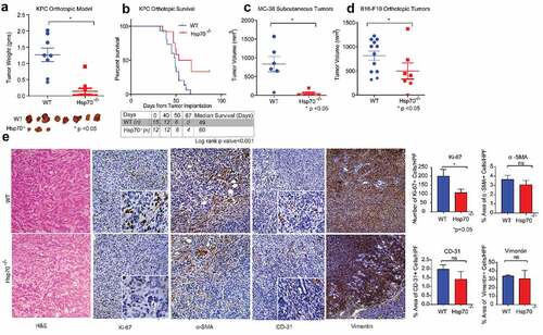Figure 1. Hsp70 in the TME modulates tumor growth and metastasis in multiple animal models independent of the stromal compartment