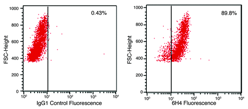 Figure 1. PrP surface expression. Shown are flow cytometic analyses plots of neuronal cells labeled with antibody 6H4. A secondary antibody, GAM-FITC, was used to visualize the cells. The plots to the left shows non-specific GAM-FITC binding following incubation with an irrelevant isotype control IgG antibody. The plot to the right depicts cell fluorescence following incubation with the PrP-specific antibody 6H4 and the FITC-conjugated GAM. The % shows the percent of cells which have shifted, indicating fluorescence. Media control cell autofluorescence (no antibody added) resulted in 1.05% of cells indicating fluorescence (data not shown).