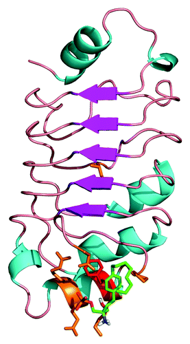 Figure 5. Docking of FTY720 to the crystal structure of the pp32 LRR domain. The structure of the pp322 LRR domain is illustrated as ribbons and colored according to secondary structure. The proposed FTY720 (green) binding site identified by docking studies is illustrated as sticks with residue F136 highlighted in red.