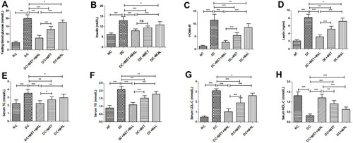 Figure 3 Effects of MET, MAL, and MET+MAL on serum biochemical parameters in HFD/STZ-T2DM model rats. Insulin resistance relative marker, including fasting blood glucose (A), insulin (B), HOMA-IR (C), and leptin (D). Lipid metabolism parameters, including serum TC (E), serum TG (F), serum LDL-C (G), and serum HDL-C (H). The data were presented as mean ± SD, (n = 8 for all groups). ***P < 0.001;**P < 0.01; *P < 0.05.