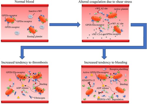 Figure 3. Shear stress-induced variation in platelet and vWF hemostatic function