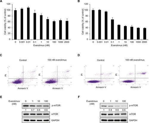 Figure 1 Inhibition of mTOR activity via everolimus treatment reduces the proliferation of skin SCC cells.Notes: Cell viability of A431 (A) and HSC-1 (B) cells after 72-hour everolimus treatment at different dosages. Apoptosis analysis of A431 (C) and HSC-1 (D) by Annexin V/PI double staining after treatment with 100 nM everolimus for 72 hours. Everolimus-induced changes in mTOR activity in A431 (E) and HSC-1 (F) cells were analyzed by performing immunoblotting assays.Abbreviations: SCC, squamous cell carcinoma; PI, propidium iodide.