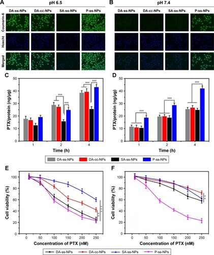 Figure 3 Fluorescence microscope images of A549 cells after incubating with DA-ss-NPs, DA-cc-NPs, SA-ss-NPs and P-ss-NPs for 2 hours at pH 6.5 (A) or pH 7.4 (B). Cellular accumulation of PTX at pH 6.5 (C and D) in A549 cells after incubating with DA-ss-NPs, DA-cc-NPs, SA-ss-NPs or P-ss-NPs. E–F: Cell viabilities of A549 cells after incubating with DA-ss-NPs, DA-cc-NPs, SA-ss-NPs or P-ss-NPs at pH 6.5 (E) and pH 7.4 (F) through MTT assay (mean±SD, n=6, **P<0.02, ***P<0.001).Abbreviation: PTX, paclitaxel.