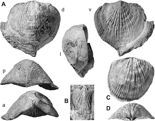 Fig. 4. Atrypa sp. cf. A. dzwinogrodensis Kozłowski, Citation1929. A, AMF29281, large shell with partly preserved marginal flange, figured Mitchell & Dun Citation1920, pl. XVI, fig. 20. B, AMF129699, incomplete juvenile ventral internal mould. C, D, AMF28675, dorsal internal mould in dorsal and posterior views. A labelled ‘Silverdale’, B – D ‘Hattons Corner’, Silverdale Fm or basal Black Bog Shale. Letters d , l , v , p , a  — dorsal, lateral, ventral, posterior, and anterior views. All ×2.