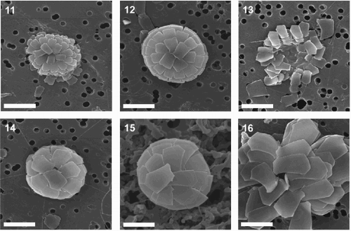 Figs 11–16. SEM images of F. profunda cells corresponding to the size morphotypes identified in this study. F. profunda var. profunda small (Fig. 11), medium (Fig. 12), F. profunda var. elongata small (Fig. 13), medium (Fig. 14), large (Fig. 15) and extra large (Fig. 16). Scale bars represent 5 μm.