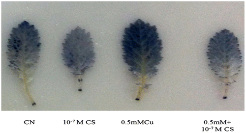 Figure 1. Effect of Cu and castasterone on accumulation of superoxide anion radical in 60 days old B. juncea plants.