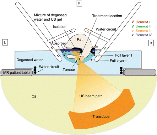 Figure 2. Schematic drawing of the small animal set‐up. The bars indicate the position of the four different coil elements. The bar (green/red) below the tumour is shared by the bottom two elements of the coil. P, posterior; L, left; R, right.