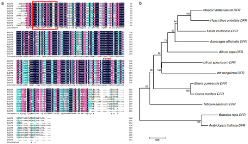 Figure 1. Amino acid alignment and phylogenetic analysis of DFRs from plants with HvDFR. (a) Alignment of amino acid sequences encoded by 9 DFRs genes. MaDFR, Muscari armeniacum DFR, HoDFR, Hyacinthus orientalis DFR, AoDFR, Asparagus officinalis DFR, AcDFR, Allium cepa DFR, LsDFR, Lilium speciosum DFR, IsDFR, Iris sanguinea DFR, EgDFR, Elaeis guineensis DFR, CnDFR, Cocos nucifera DFR, TaDFR, Triticum aestivum DFR. The black, pink, and bule color means 100%, >75%, and >50% homology among those sequences, respectively. The red boxed region is conserved NADPH-binding sites, the red star labeled sites indicated the substrate specificity. (b) Phylogenetic tree of HvDFR constructed with MEGA 7.0, using the Neighbor-joining (NJ) method and 1000 bootstrap replicates.