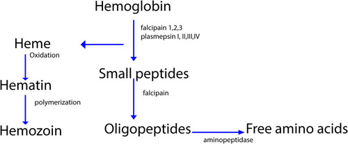 Figure 2 Degradation of hemoglobin by protease.